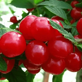 Вишня войлочная