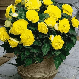 Бегония Yellow