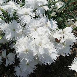 Гвоздика Супра Вайт Гвоздика Супра Вайт