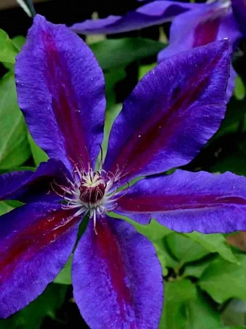 Клематис Wildfire