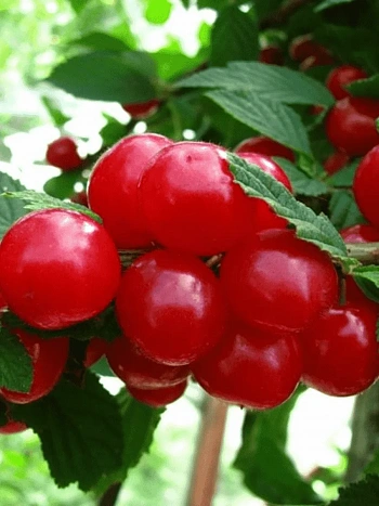 Вишня войлочная