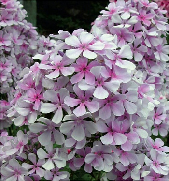 Флокс метельчатый Егорка