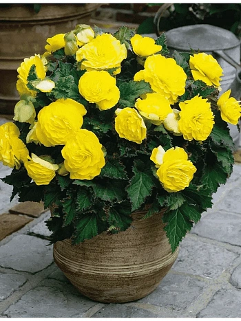 Бегония Yellow