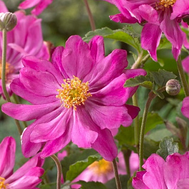 Анемона хубейская Принц Генрих