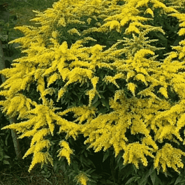 Солидаго гибридное Golkind