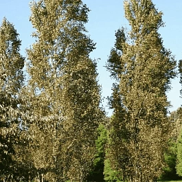 Береза повислая Fastigiata