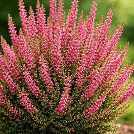 Вереск обыкновенный Liliane