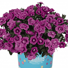 Калибрахоа Aloha Double Dark Pink