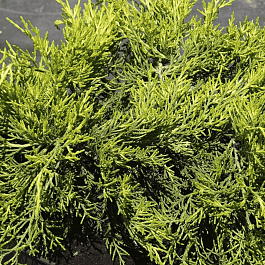 Можжевельник средний Gold Coast