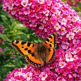 Буддлея давида Berries & Cream