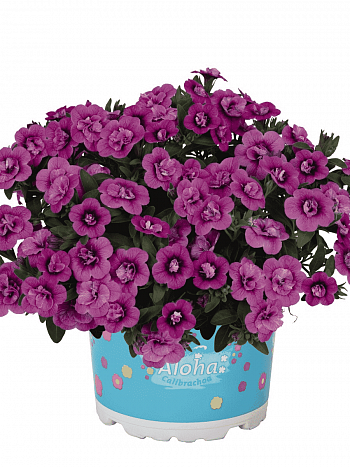 Калибрахоа Aloha Double Dark Pink