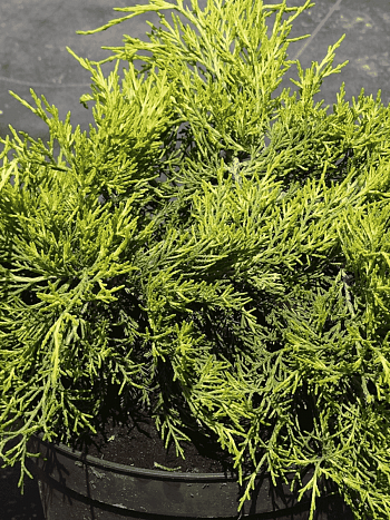 Можжевельник средний Gold Coast