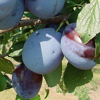 Слива Заречная ранняя