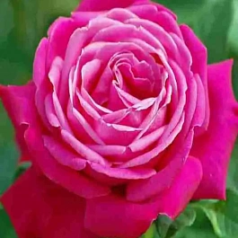 Роза Чайно-гибридная Senteur Royale