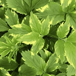 Бузина черная Golden Spark