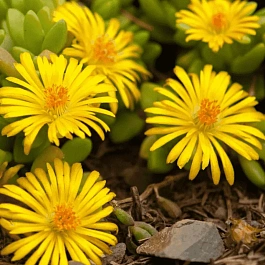 Делосперма Купера Yellow