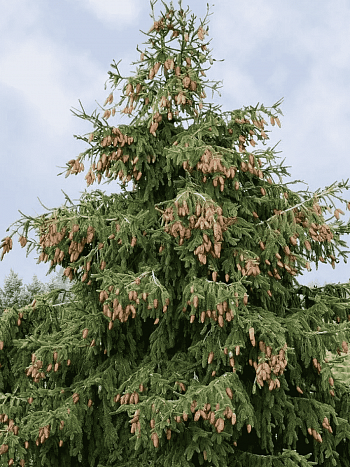 Ель обыкновенная Acrocona