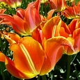 Тюльпан Ballade Orange