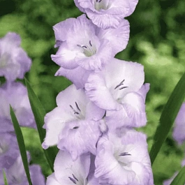 Гладиолус Her Majesty