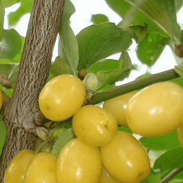 Кизил Плодовый Янтарный