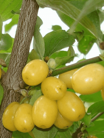 Кизил Плодовый Янтарный