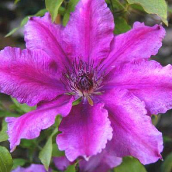 Клематис крупноцветковый Барбара Диблей