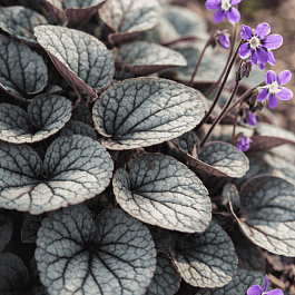 Виола уолтера Silver Gem