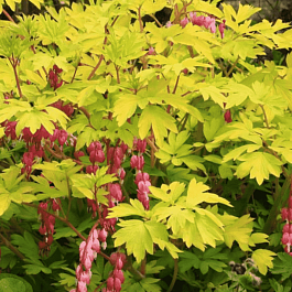 Дицентра великолепная Gold Heart