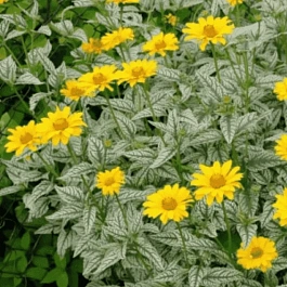 Гелиопсис подсолнечниковидный Loraine Sunshine