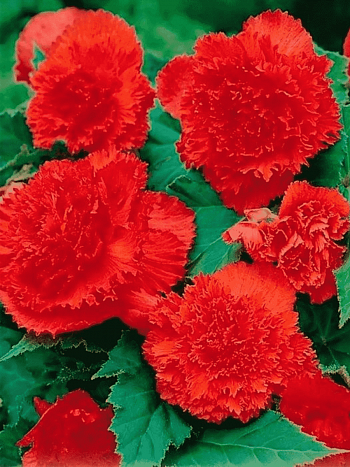 Бегония Fimbriata Scarlet