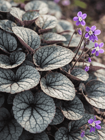 Виола уолтера Silver Gem