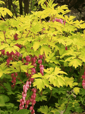 Дицентра великолепная Gold Heart