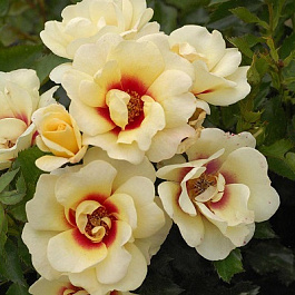 Роза Глориос Бэбилон Айз Штамб