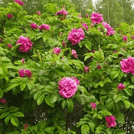 Шиповник морщинистый Hansa