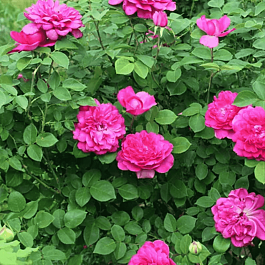 Роза Английская кустовая Sophy's Rose