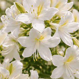 Азалия крупноцветковая White Lights