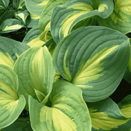 Хоста Emerald Charger