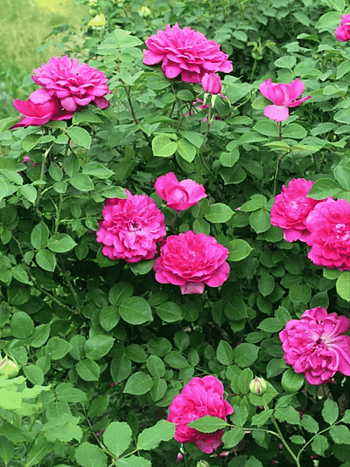 Роза Английская кустовая Sophy's Rose