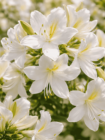 Азалия крупноцветковая White Lights