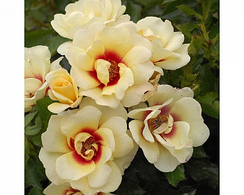 Роза Глориос Бэбилон Айз Штамб Роза Глориос Бэбилон Айз Штамб