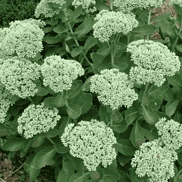 Очиток телефиум Iceberg