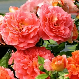 Роза Флорибунда Gebruder Grimm