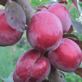 Алыча гибридная Сеянец Ламы