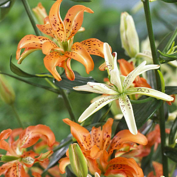 Лилия азиатская махровая Маст Си НАБОР 2ШТ (2+2)