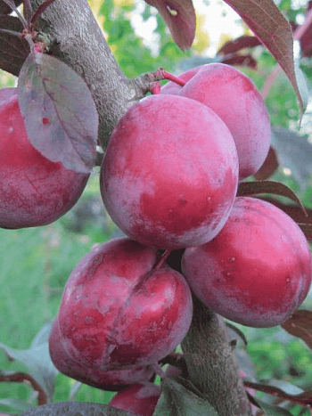 Алыча гибридная Сеянец Ламы