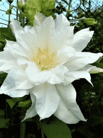 Клематис гибридный Isago