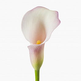 Калла Бразилия