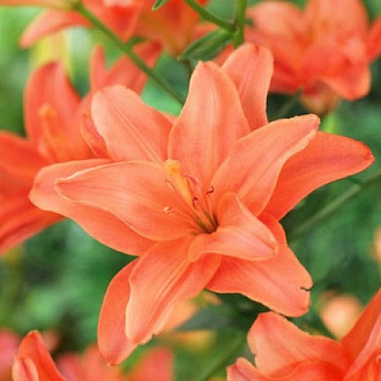 Лилия азиатская махровая Себ Латте