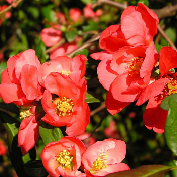 Айва великолепная Эрнест Финкен Айва великолепная Эрнест Финкен