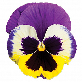 Виола крупноцветковая Колоссус Триколор